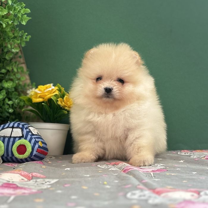 лялькова дівчинка тип ведмедика