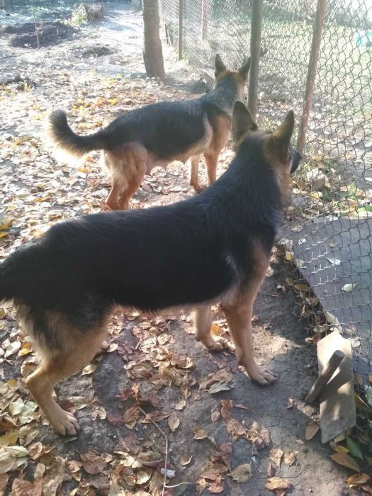 Продам щенков немецкой овчарки