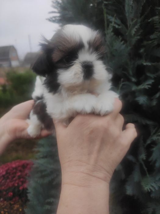 Міні хлопчик Ши-тцу