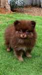 Lindo spitz chocolate&tan