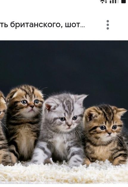 Неимоверно красивые котята