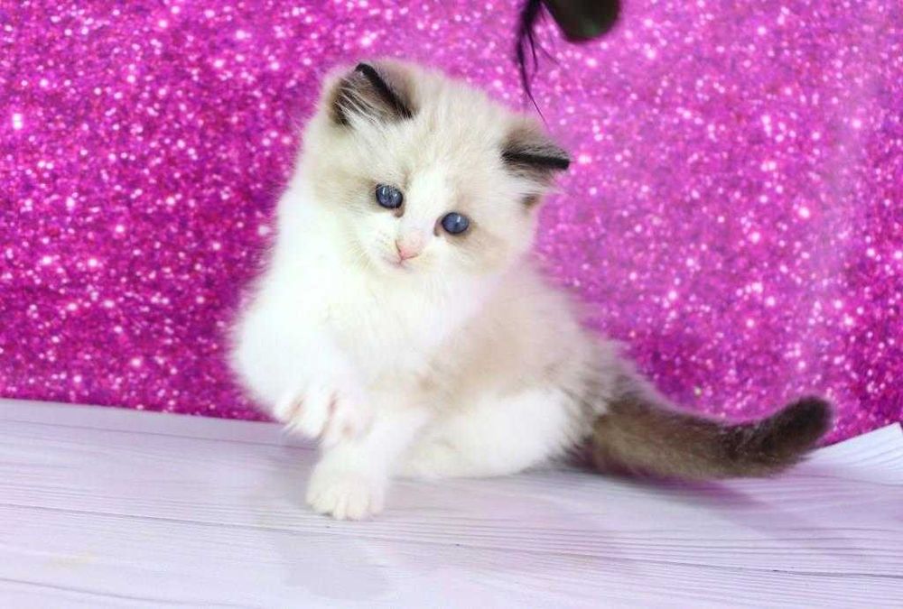 Чарівний пухнастий хлопчик регдолл с добрими навичками