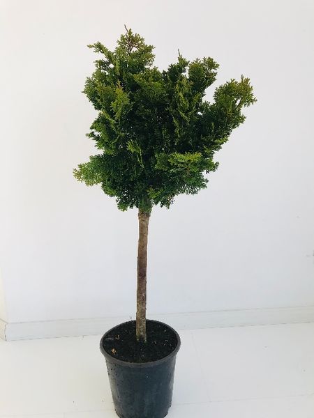 Cyprysik Nana Gracilis na Pniu Cena 145 zł