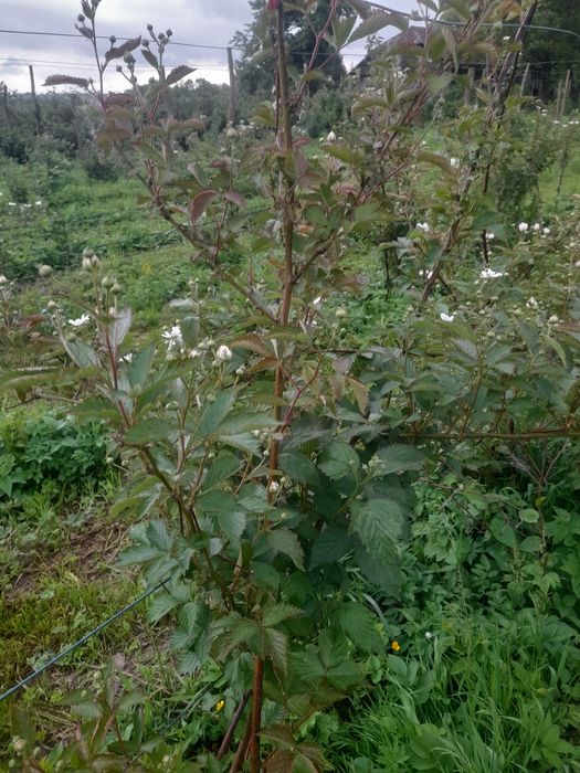 Саджанці ожини різних сортів