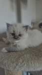 Misie kotki ragdoll