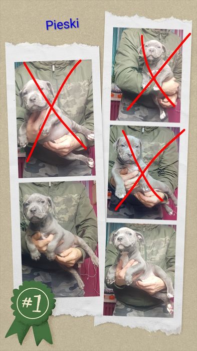 Piesek błękitny American staffordshire terrier