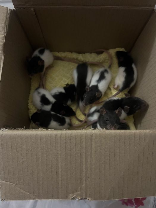 Віддам безкоштовно