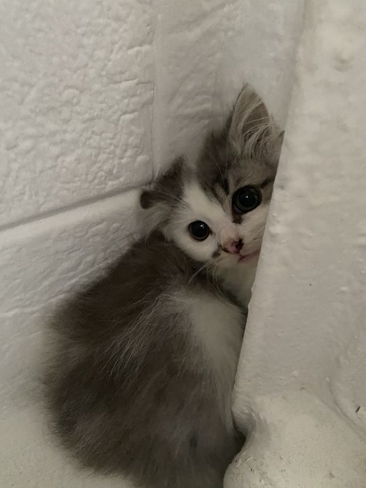 Віддам котеня безкоштовно, вік 2 місяці, без бліх - домашній