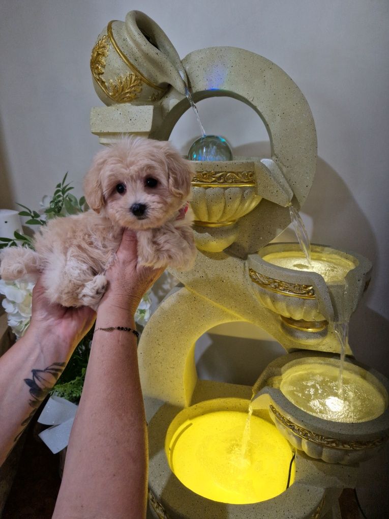 Maltipoo pieski 2xszczepienia  czip i wyprawka