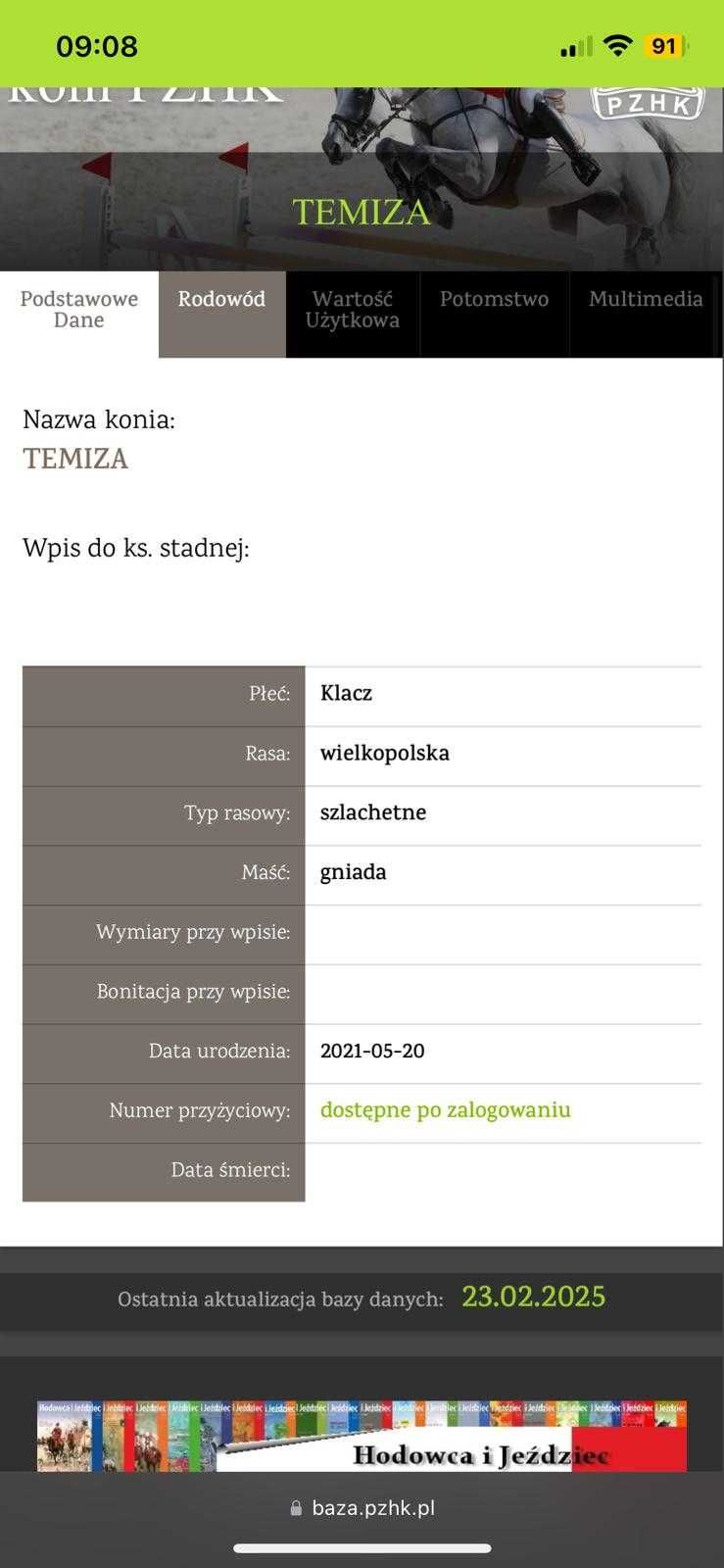 4 letnia klacz wielkopolska na sprzedaż lub zamianę