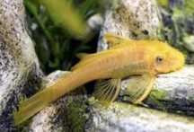 Glonojad Gold albinos