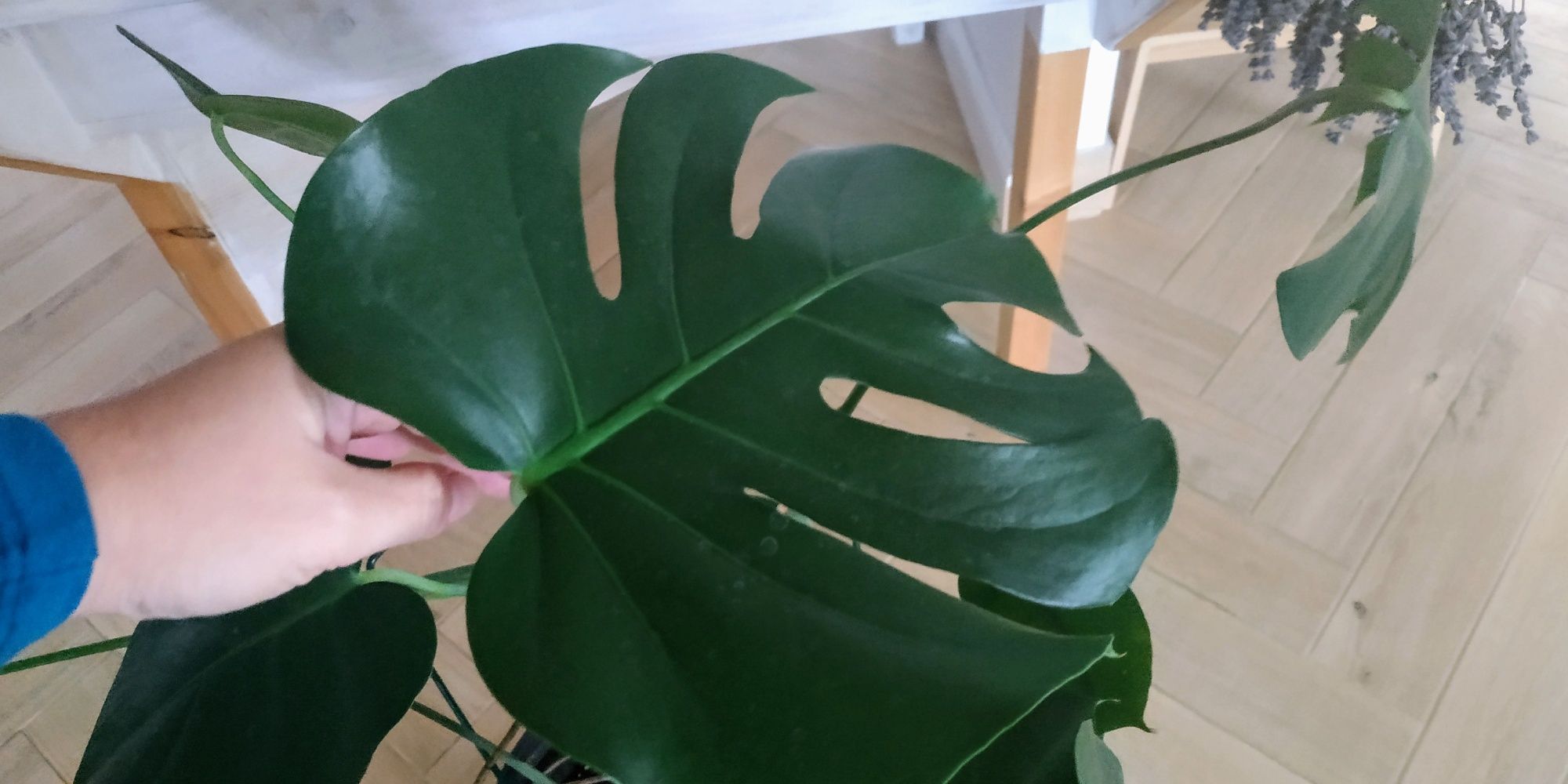 Monstera deliciosa