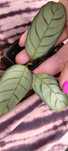 maranta/calathea  Amagris