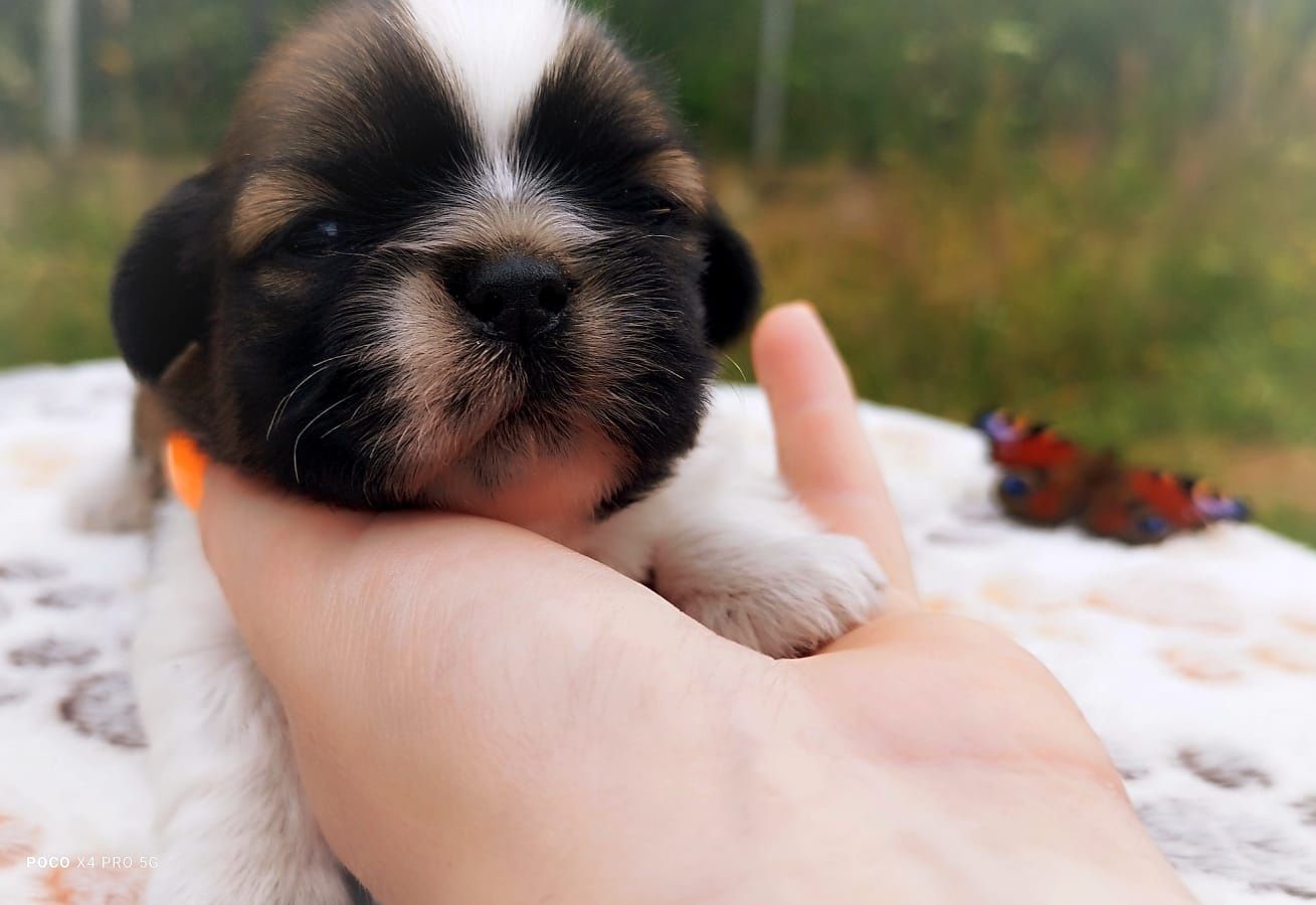 Piesek Shih Tzu do rezerwacji – tricolor