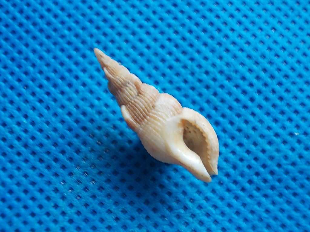 Muszle morskie- Colubraria lucasensis