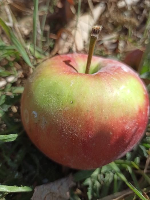 Сортові яблука з власного саду