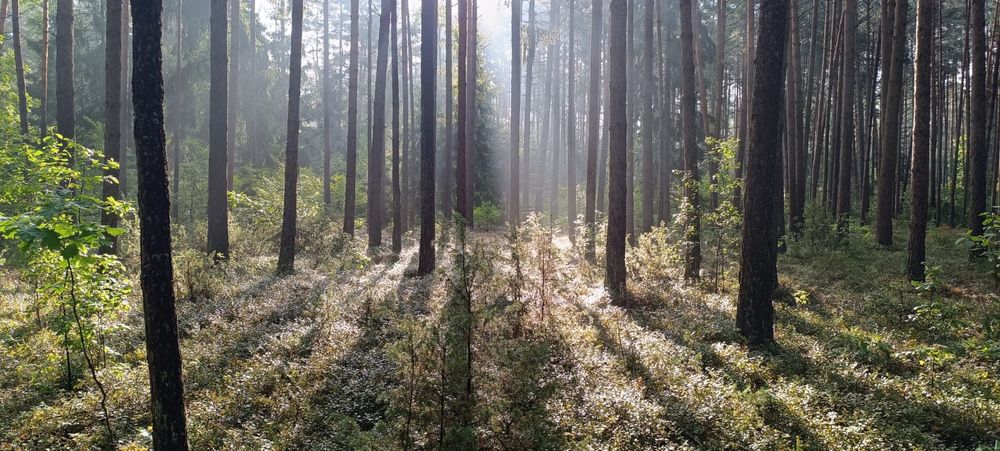 Drewno opałowe suche, sosna opał