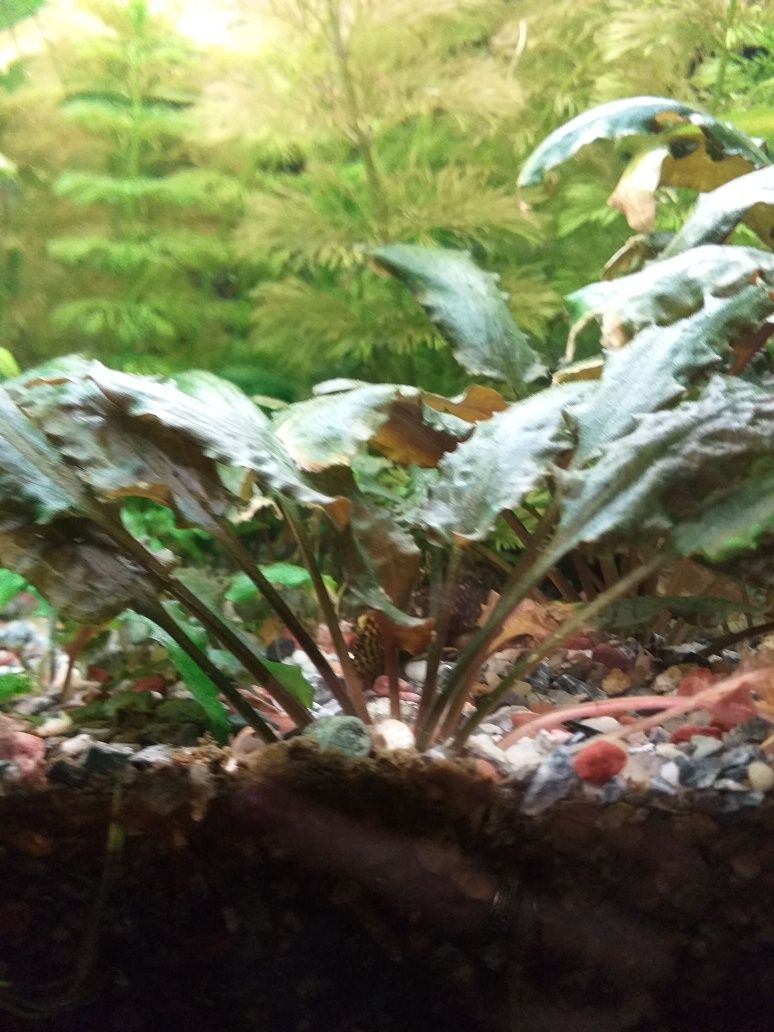 Кріптокоріна рослина в акваріум