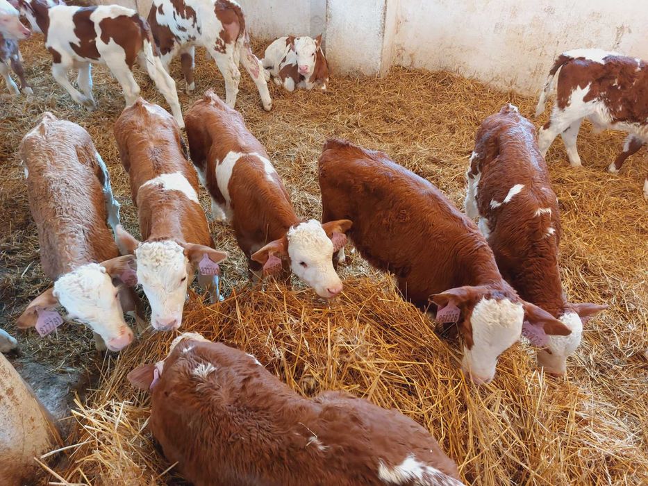 Byczki Simental 100% Cielęta Mięsne Super Forma