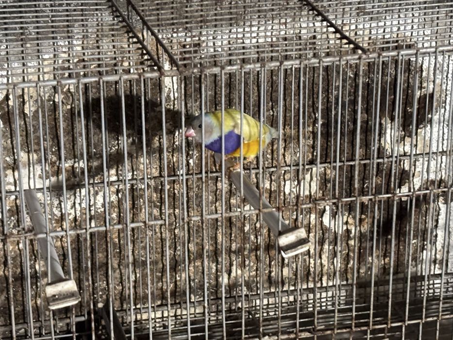 Diamante goul e gaiolas