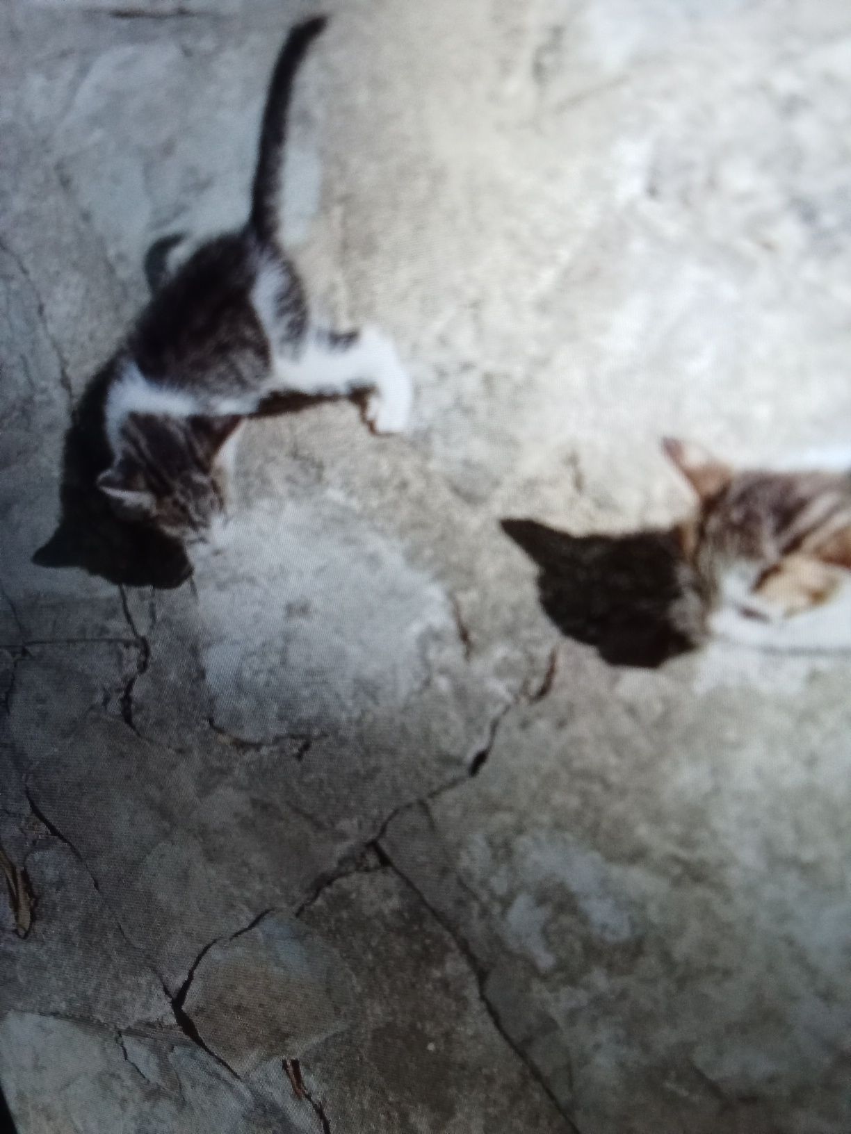 Gatinhos de um mês