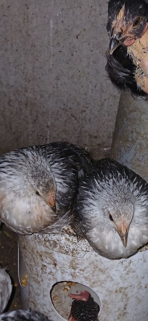 Garnizés raça fénix prateado