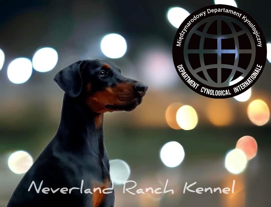 Doberman Europejski Neverland Ranch Kennel (linia FCI)