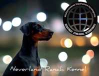 Doberman Europejski Neverland Ranch Kennel (linia FCI)