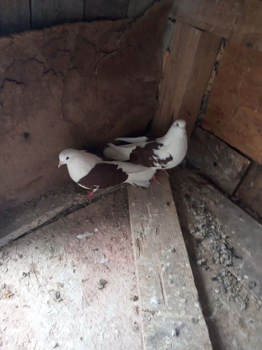 Gołębie orliki -boki