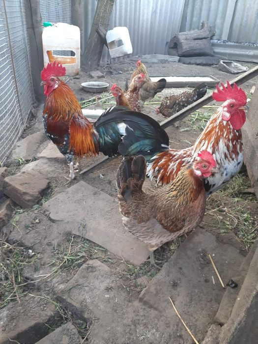 Кури декоративні