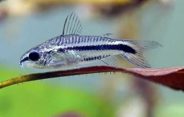 Kirysek pigmej - Kirys karłowaty - Corydoras pygmaeus - dowóz, wysyłka