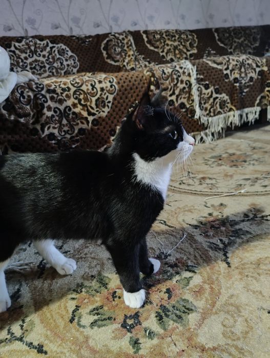 Кошка и котята девочки