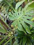 Planta Costela de Adão Monstera com fruto