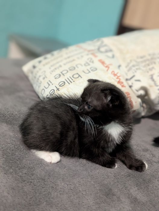 КОШЕНЯТА шукають дім!