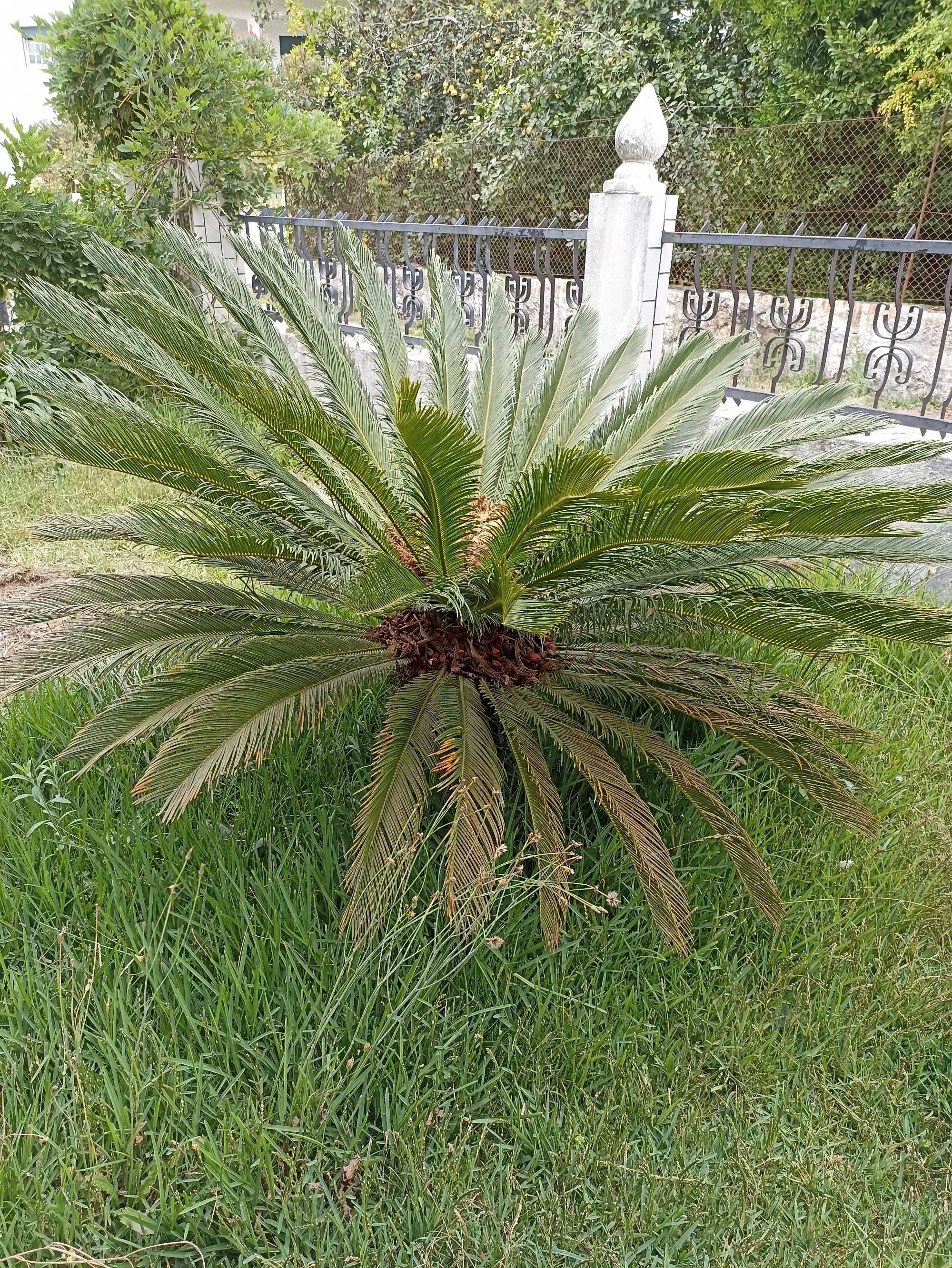Palmeira cica muito bonita