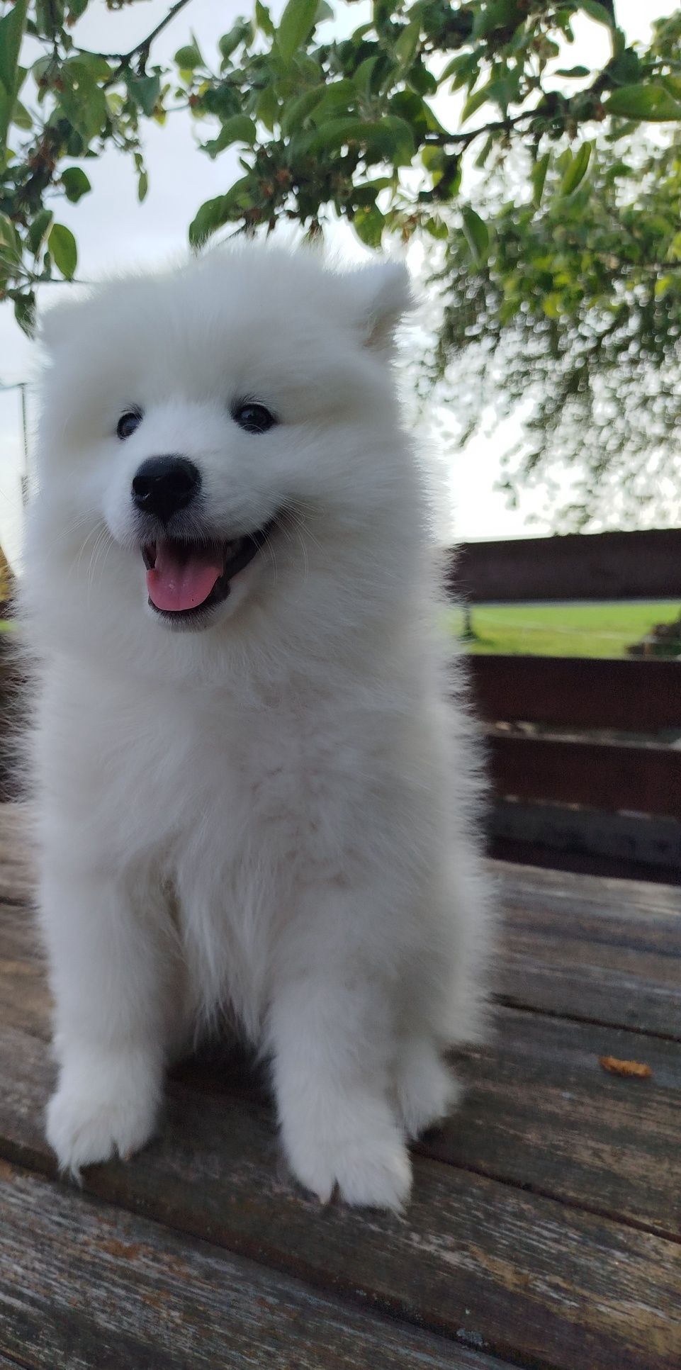 Samoyed suczka już do odbioru