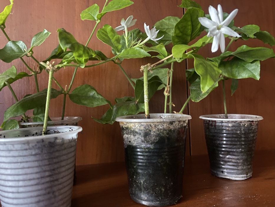 Жасмін Самбак живець