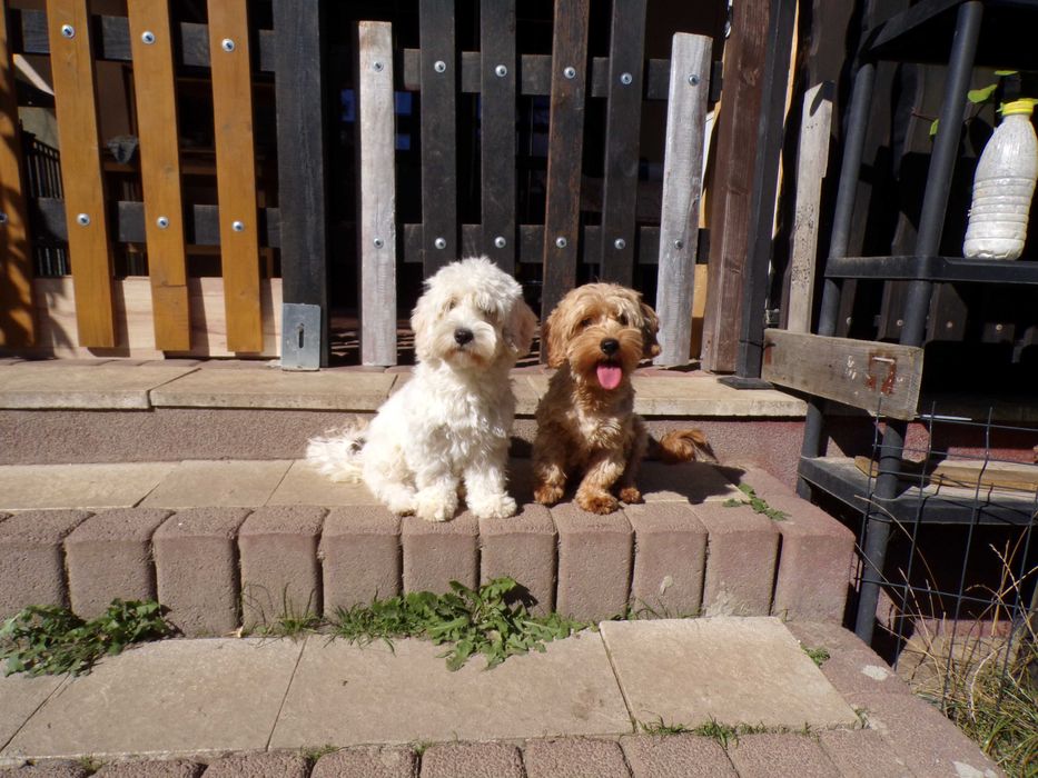 Cockapoo F1 b mini 13 miesięcy wyjątkowa biała sunia