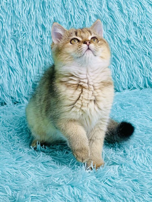 Британська золота шиншилла