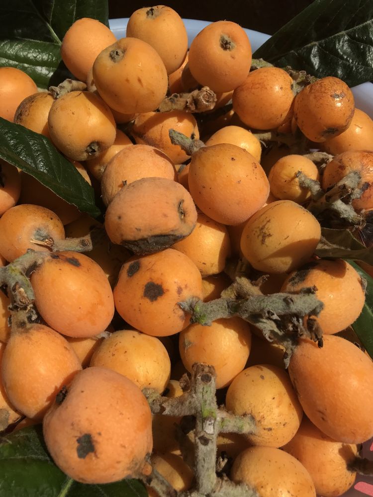 Fruta da época, Marmelos, Figos da Índia, Diospiro (mole)Nêsperas bio