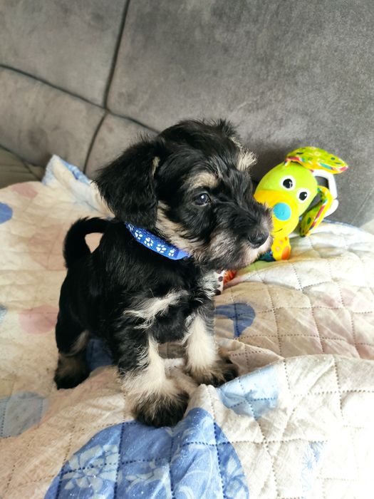 Sznaucer miniaturowy