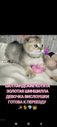 Продам Шотландських котят