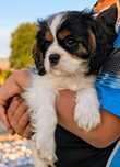 Cavalier King Charles Spaniel ZKwP FCI
