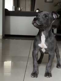 American staffordshire terrier BLUE !