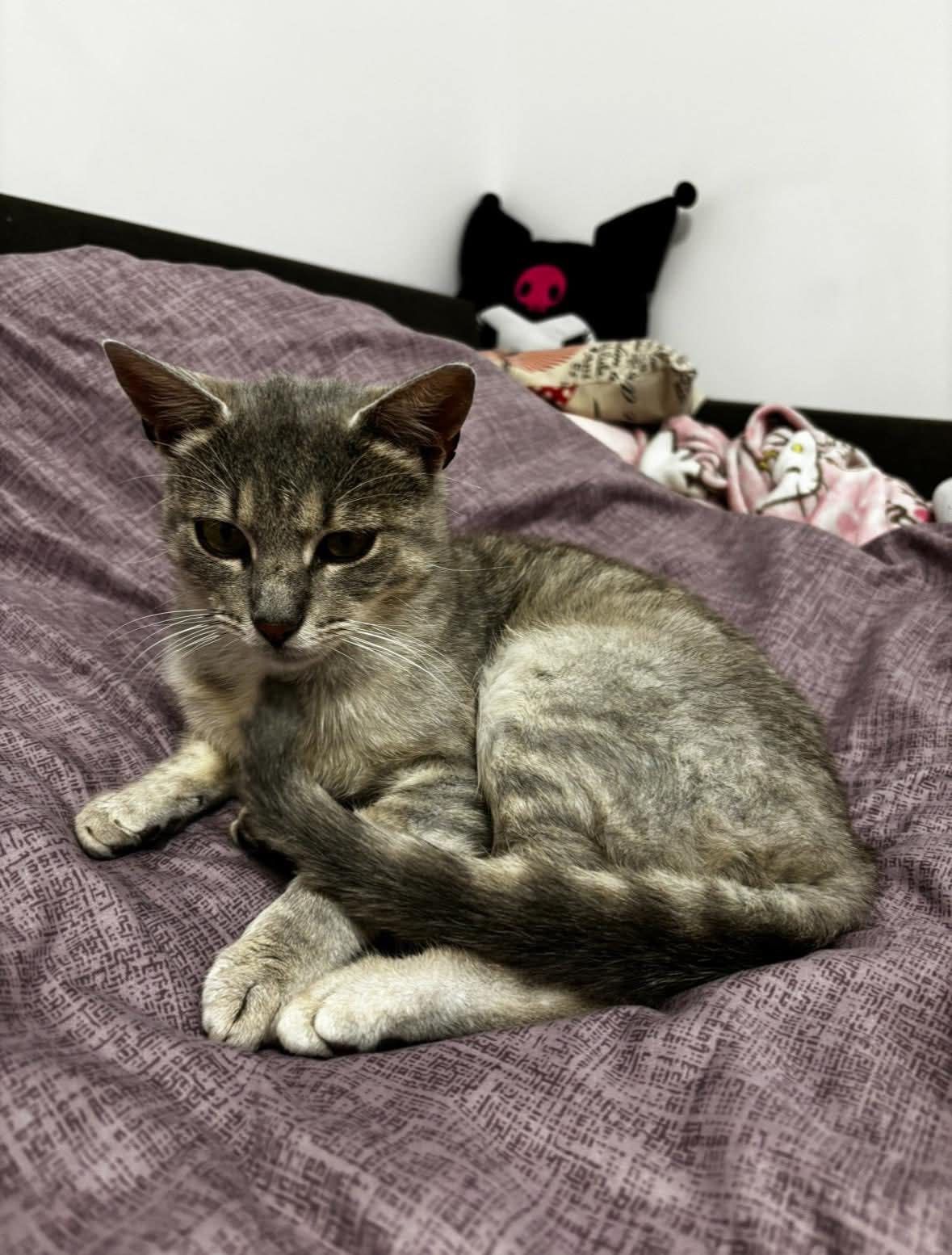 Kochany Benek czeka na adopcje