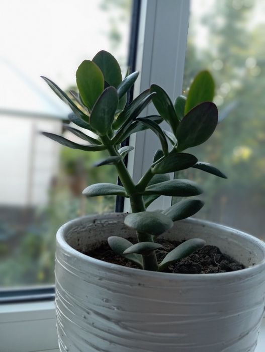 Грошове (денежное) дерево