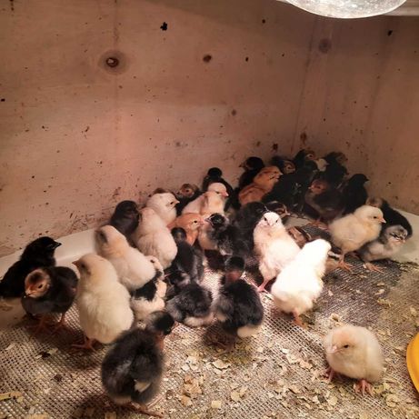 Kurczaki pisklęta  1-4 dniowe nioski