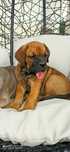 Cane corso suczka