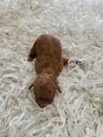 Maltipoo Red Brown  suczka