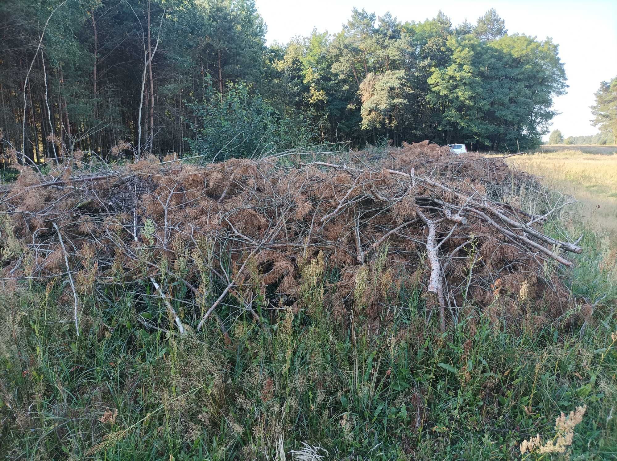 Galezie od brzozy i  sosny  za dopłatą ode mnie  do zabrania . !!